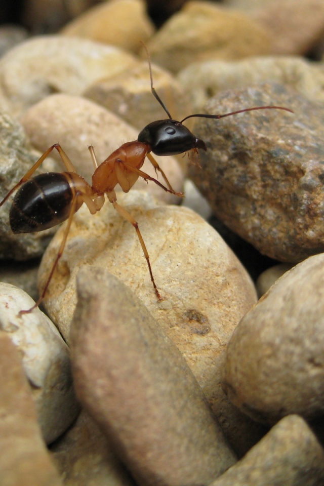 Муравей на камнях