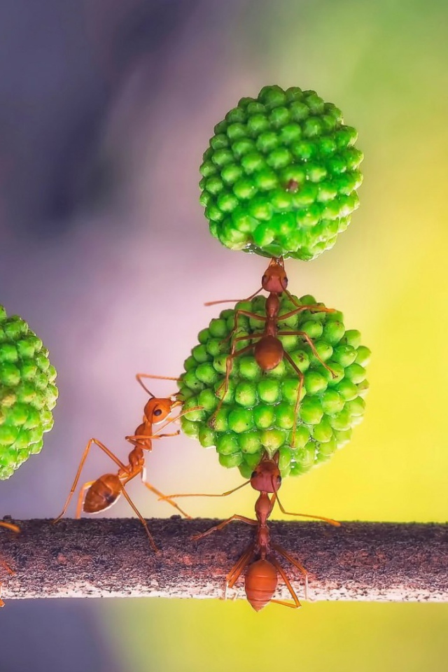 Муравьи за работой