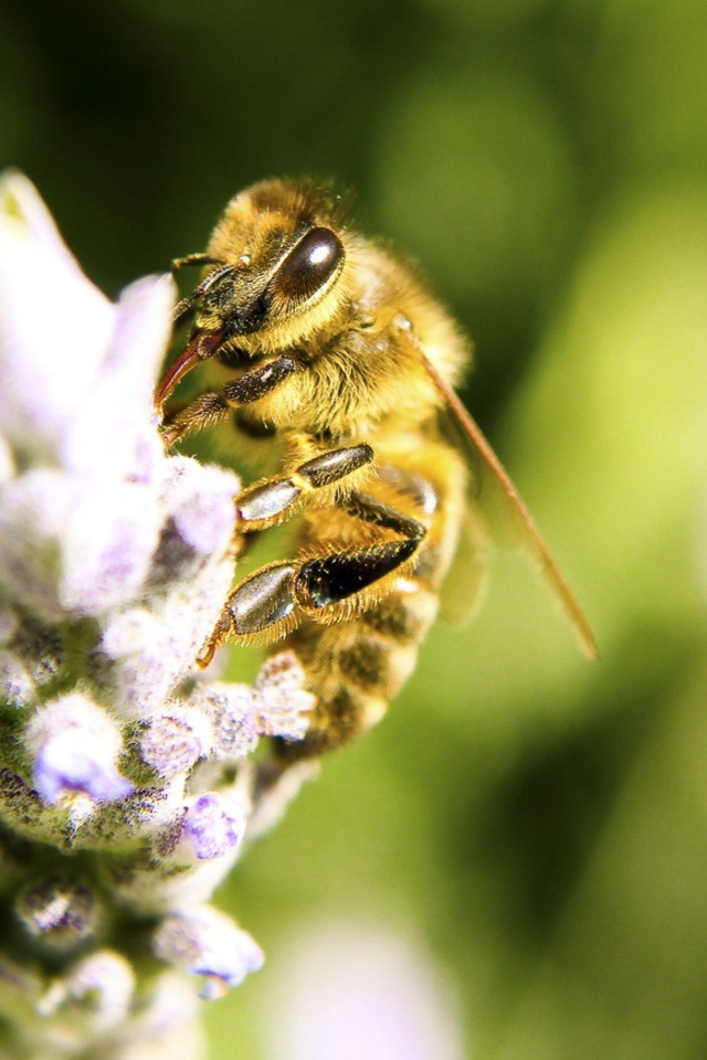 Пчела собирает нектар на цветке