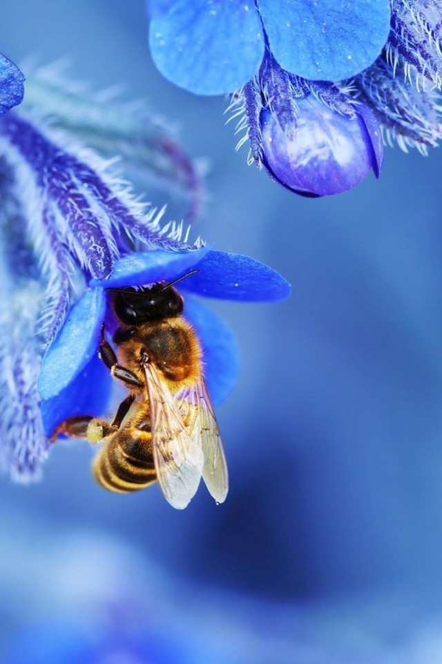 Пчела в голубом колокольчике собирает нектар