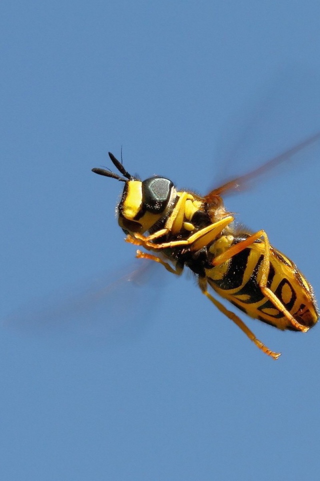 Пчела на голубом фоне