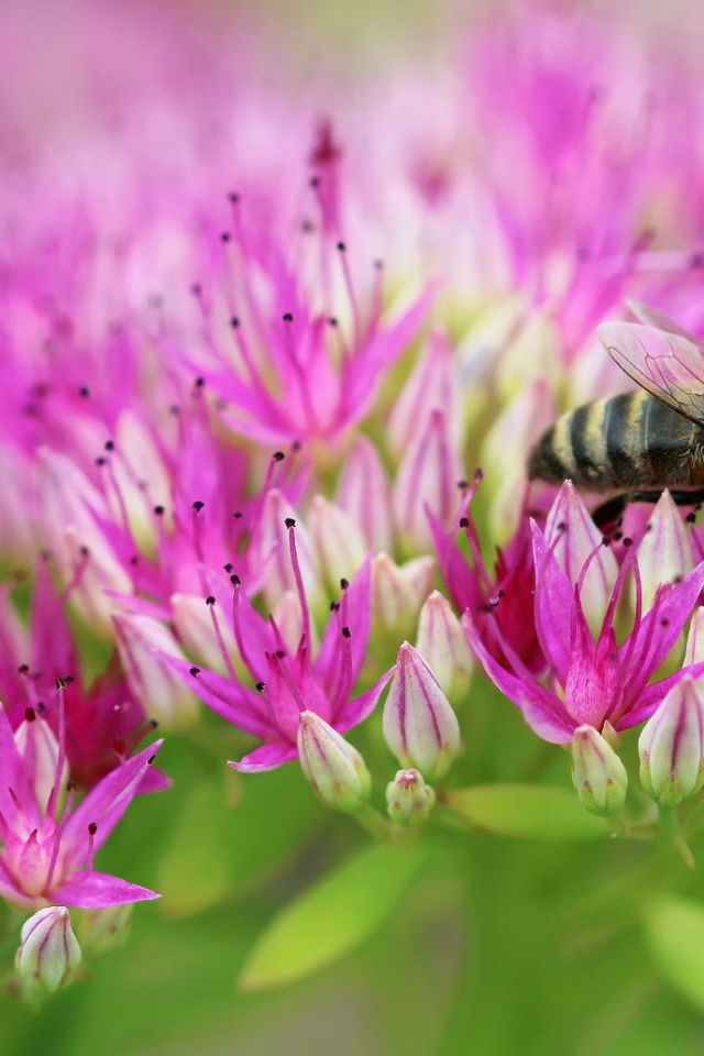 Пчела на поле розовых цветов