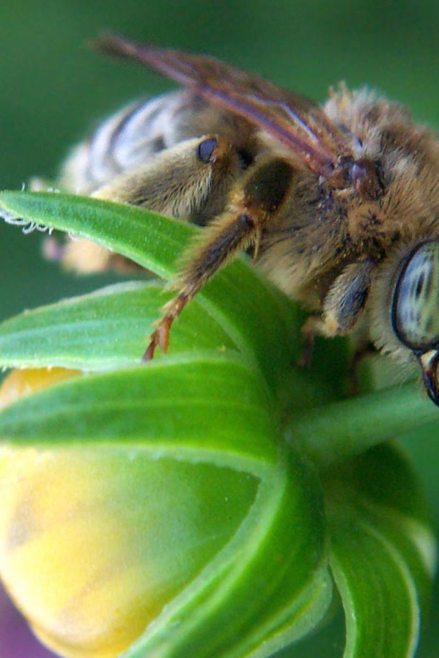 Пчела на зеленом бутоне цветка