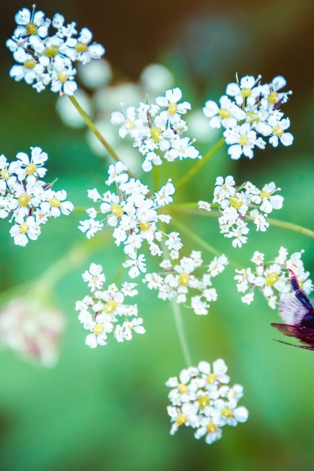 Пчела на зонтике из белых цветов