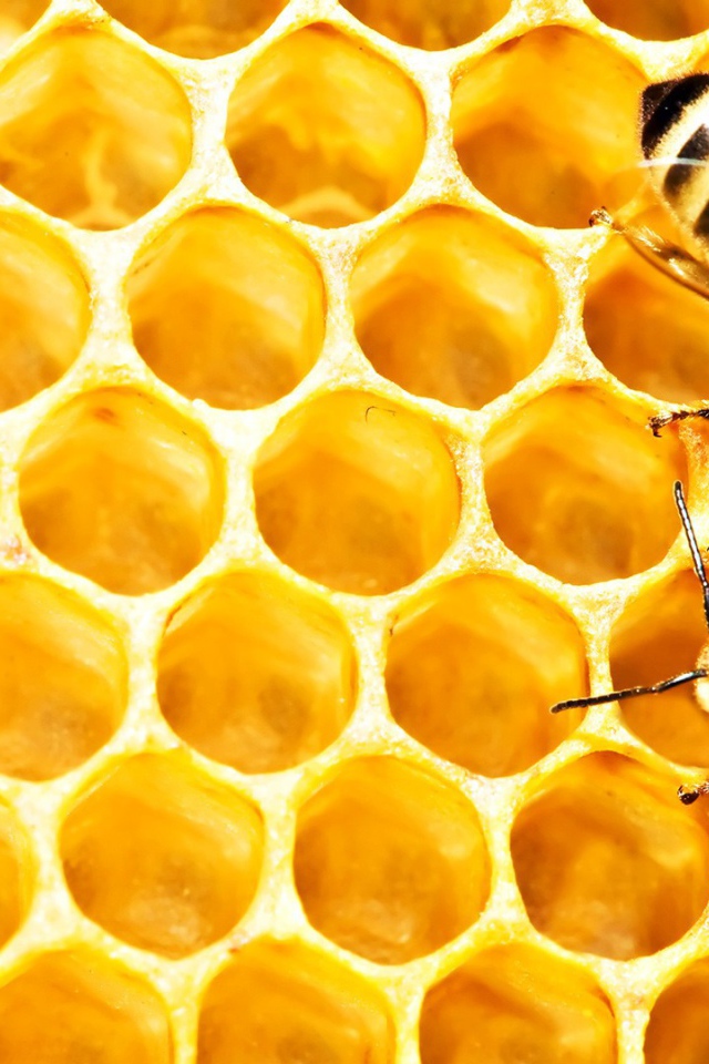 Пчелы на сотах