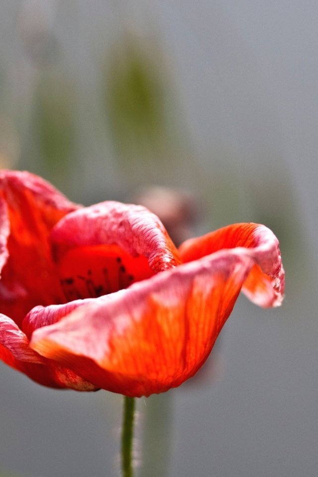 Пчелы садятся на цветок мака