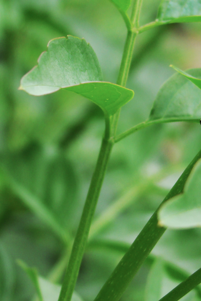 Жук ползет по зеленому стеблю