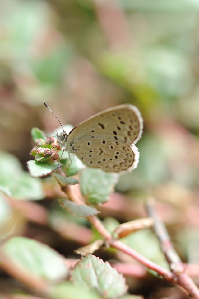 Бежевая бабочка села на цветок
