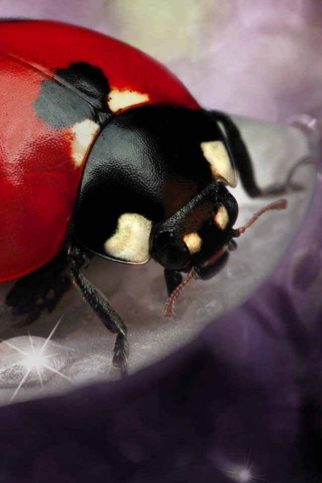 Большая красная божья коровка