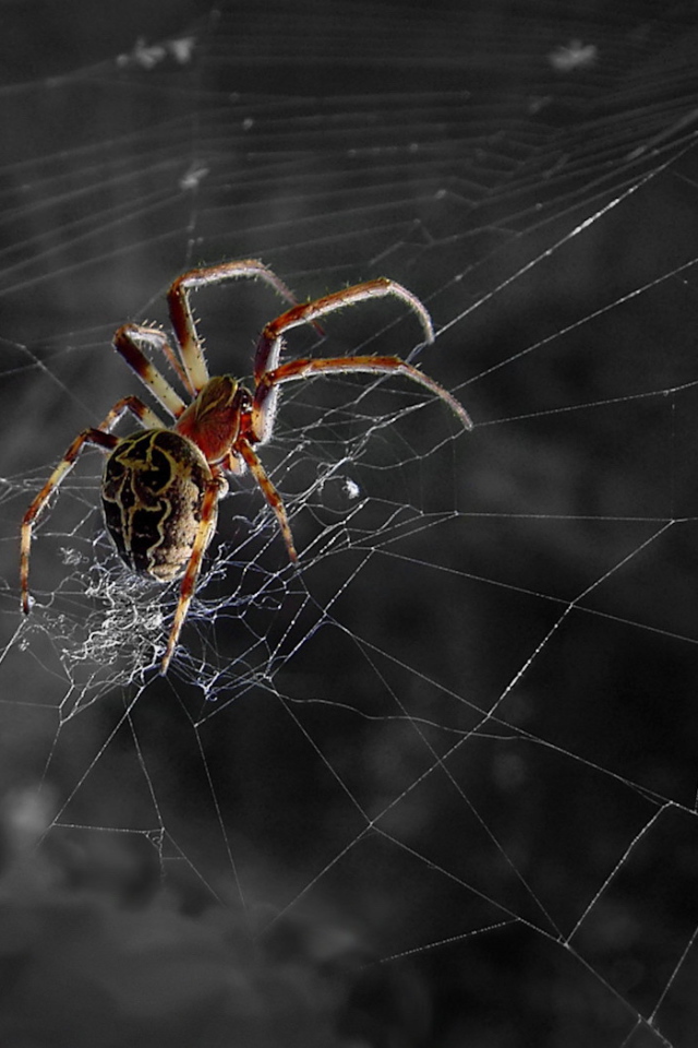 Большой паук на паутине