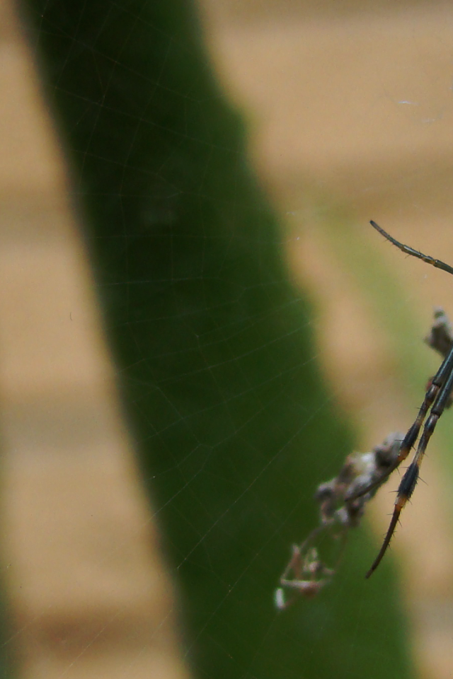 Большой паук плетет паутину