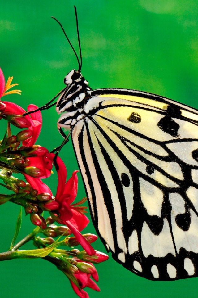 Черно белая бабочка на красном цветке