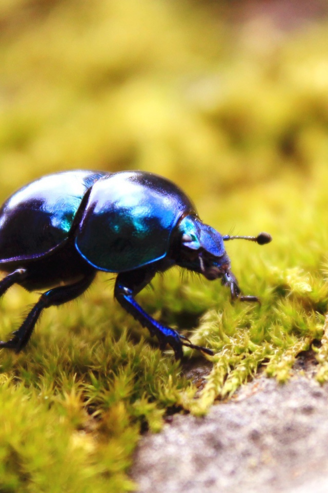 Черный жук на зеленом мху