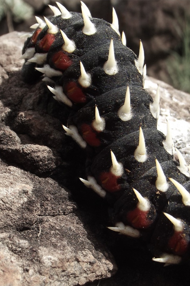 Черная гусеница ползет по камню