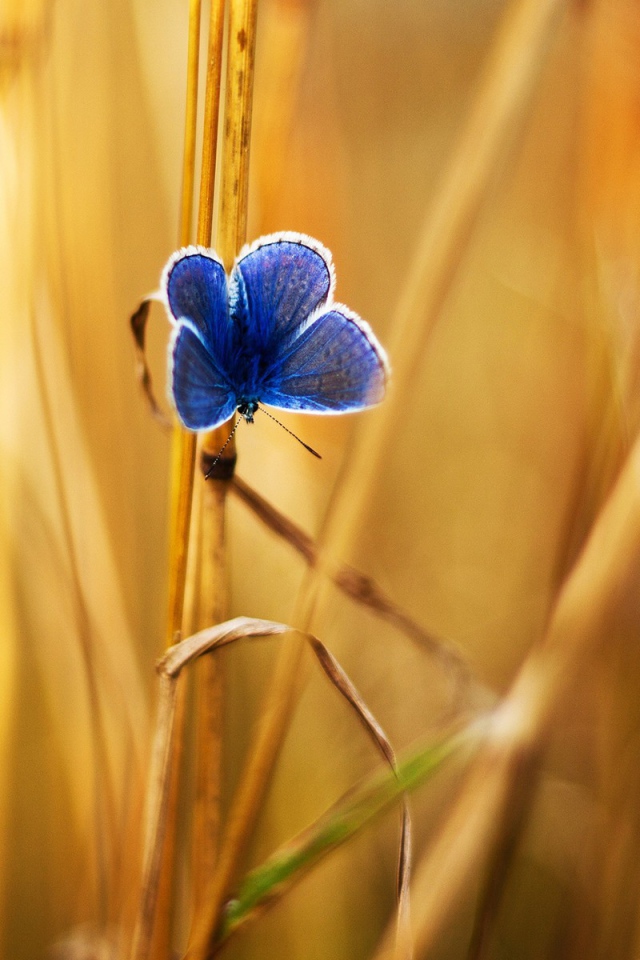 Голубая бабочка на стеблях