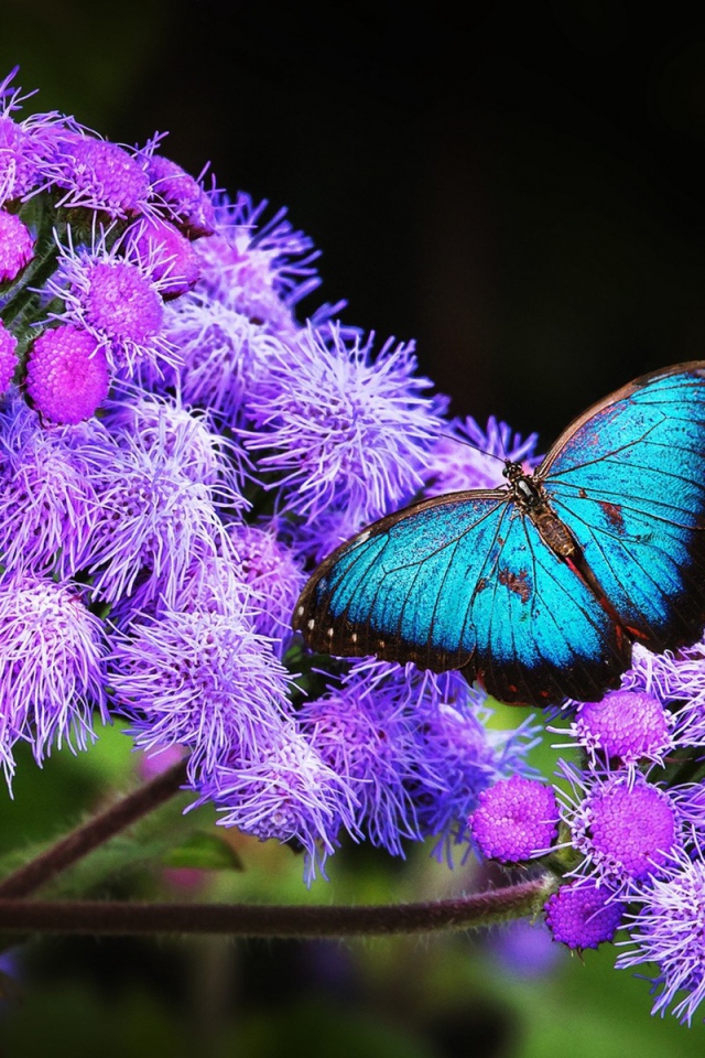 Голубая бабочка с черной каймой на крыльях