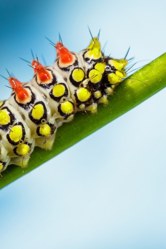 Яркая гусеница на зеленом стебле