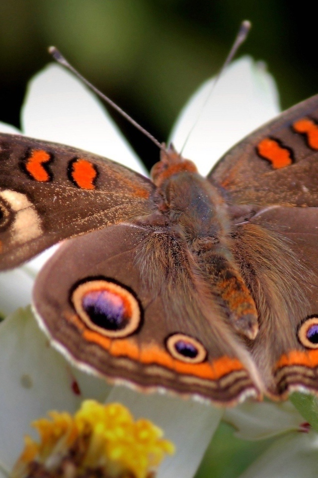 Коричневая бабочка с узором на крыльях