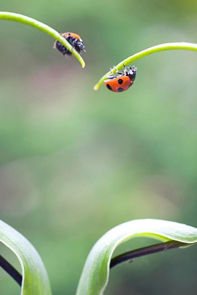 Жуки божьи коровки на ростках в форме сердца