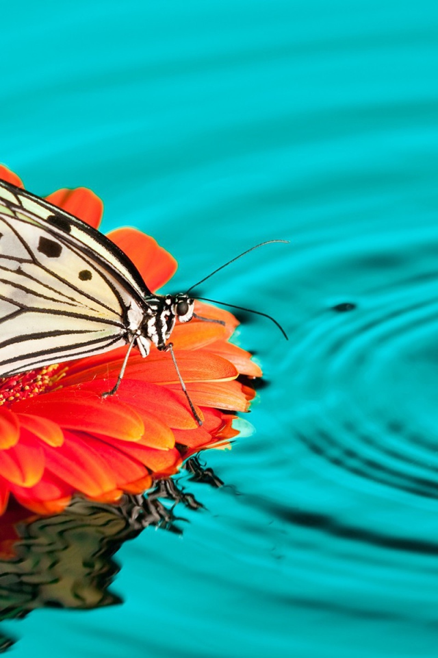 Бабочка на цветке в воде