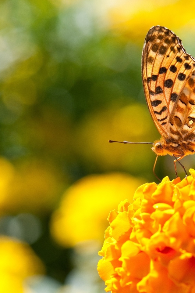 Бабочка на пышном оранжевом цветке