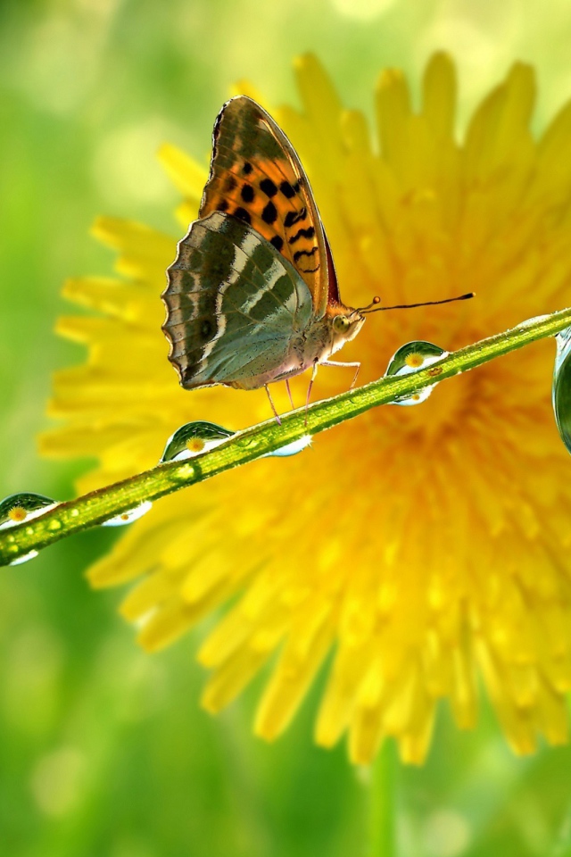 Бабочка на мокрой травинке