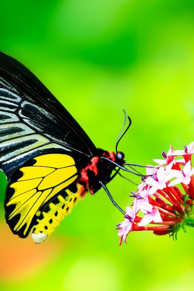 Бабочка с черными крыльями на цветке