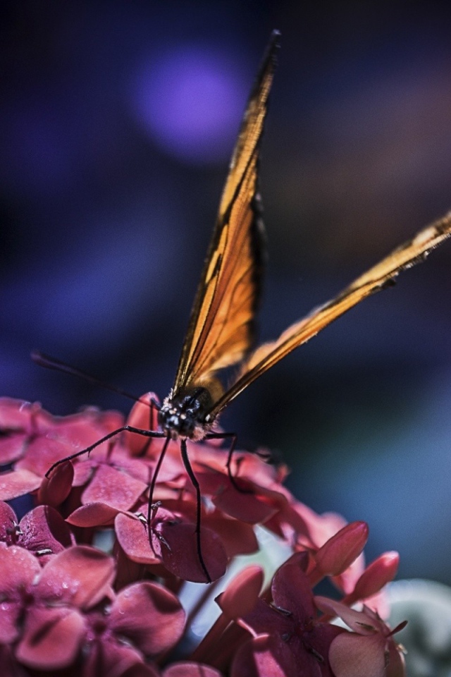 Бабочка с большими крыльями на цветах