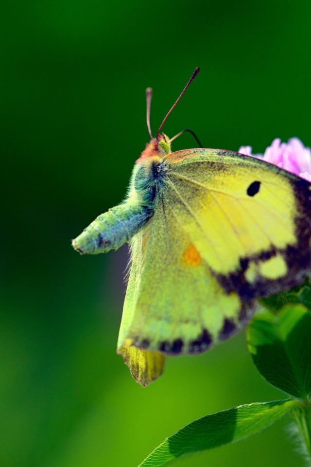 Бабочка с желтыми крыльями на листьях
