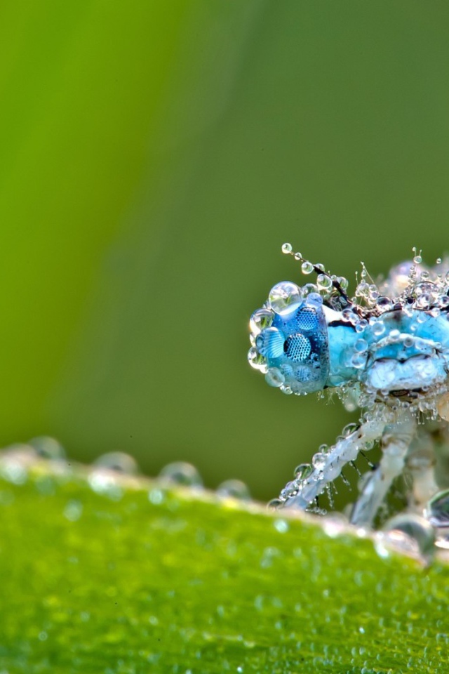 Стрекоза в каплях росы