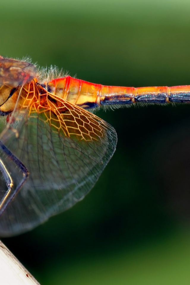 Стрекоза с прозрачными крыльями