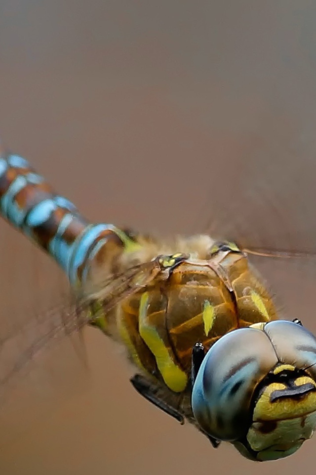 Изящная стрекоза крупным планом