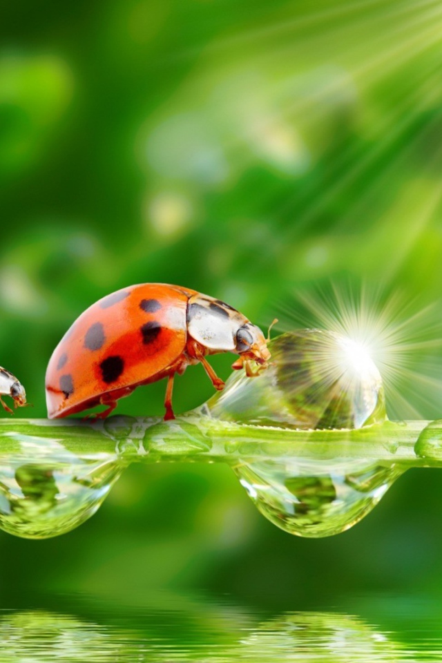 Семья божьих коровок наткнулась на препятствие