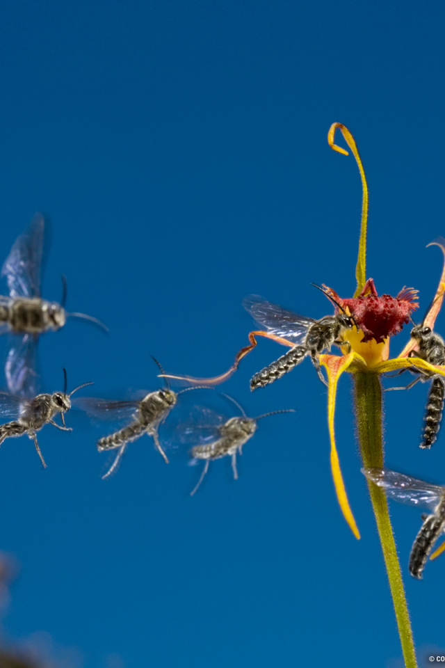 Мухи слетаются к цветку