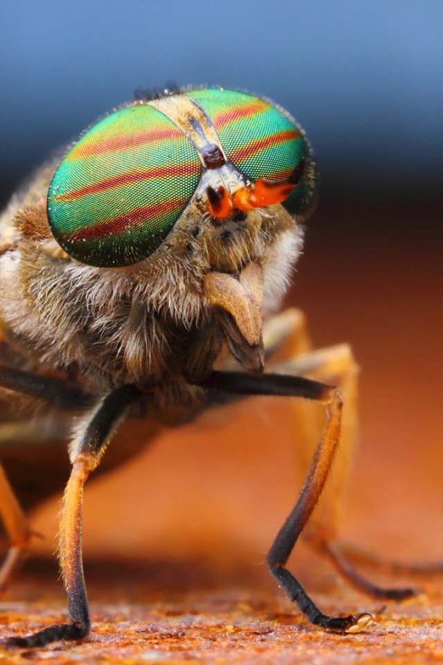 Фото мухи крупным планом