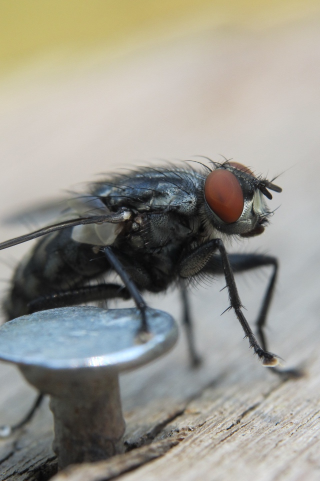 Муха у железного гвоздя