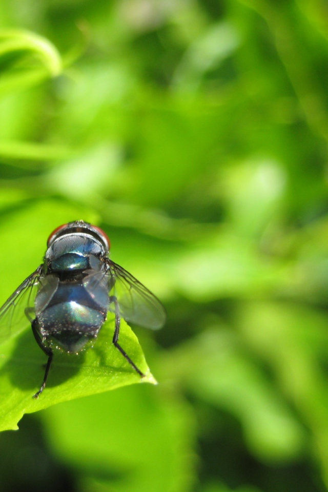 Муха на зеленом листе