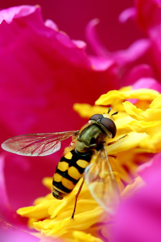 Муха на розовом цветке