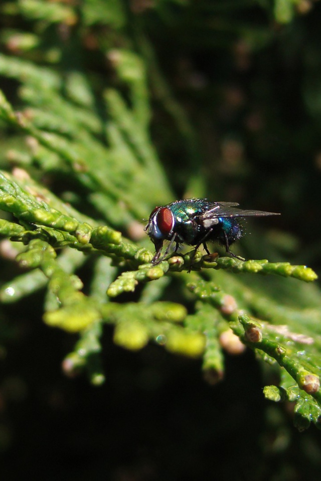 Муха сидит на зеленой ветке