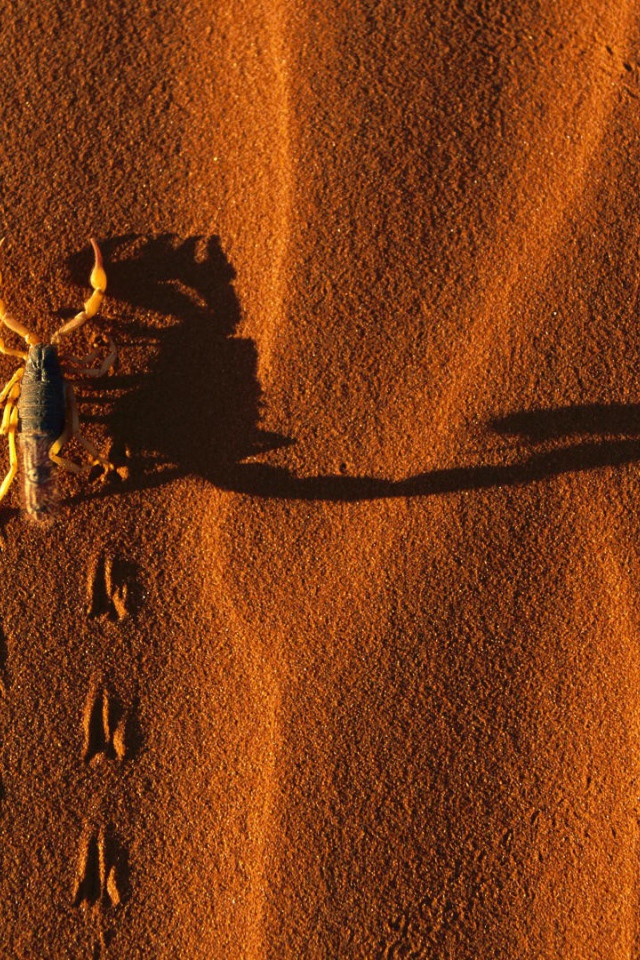 Следы жука на песке