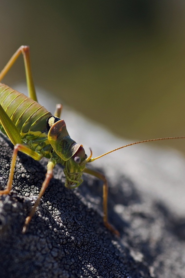 Зеленый жук ползет по земле
