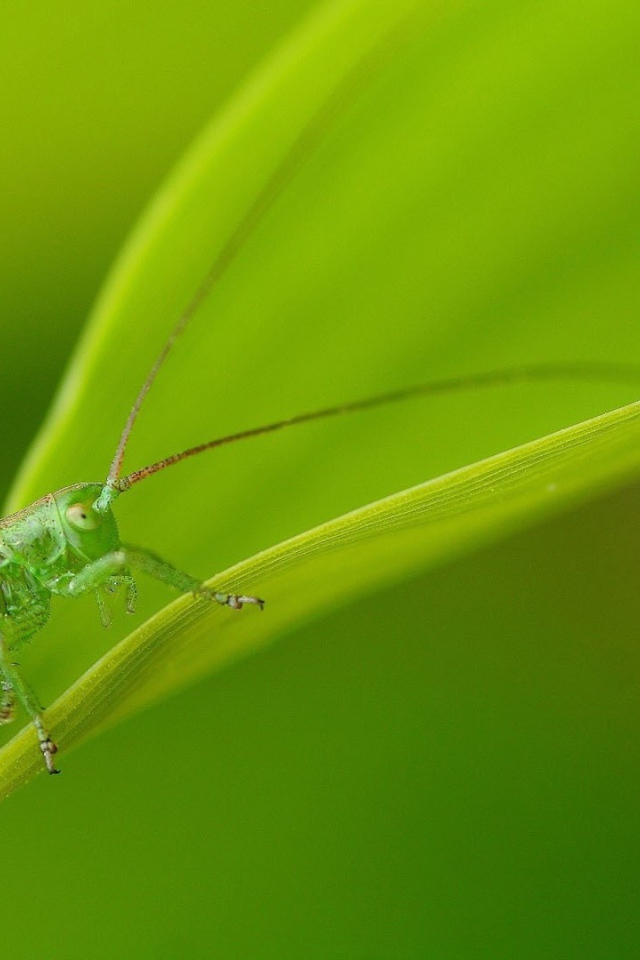Зеленый кузнечик маскируется на листе