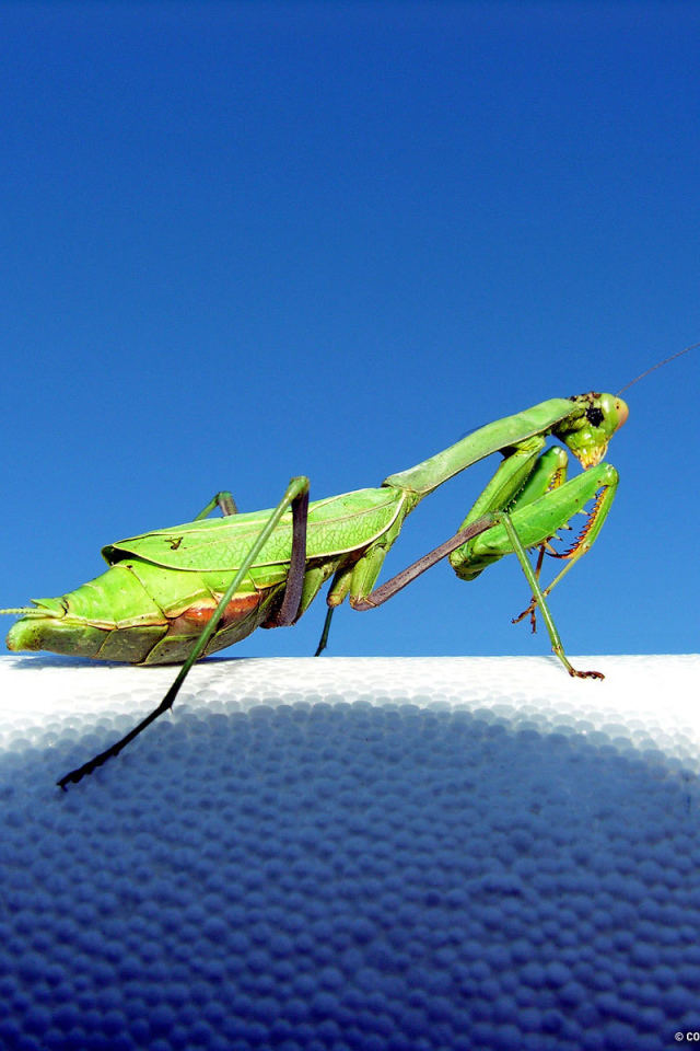 Зеленый богомол