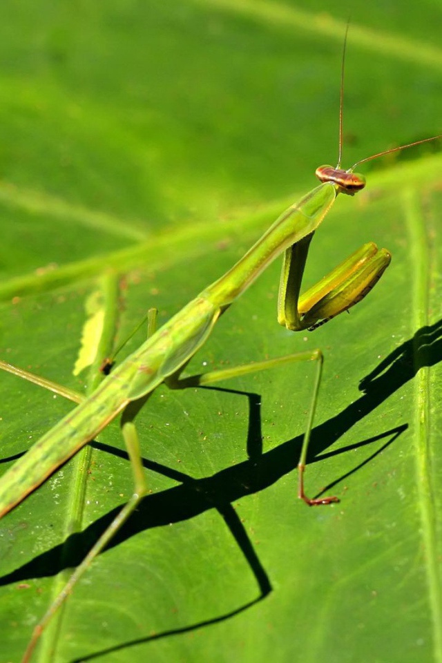 Зеленый богомол на зеленом листике