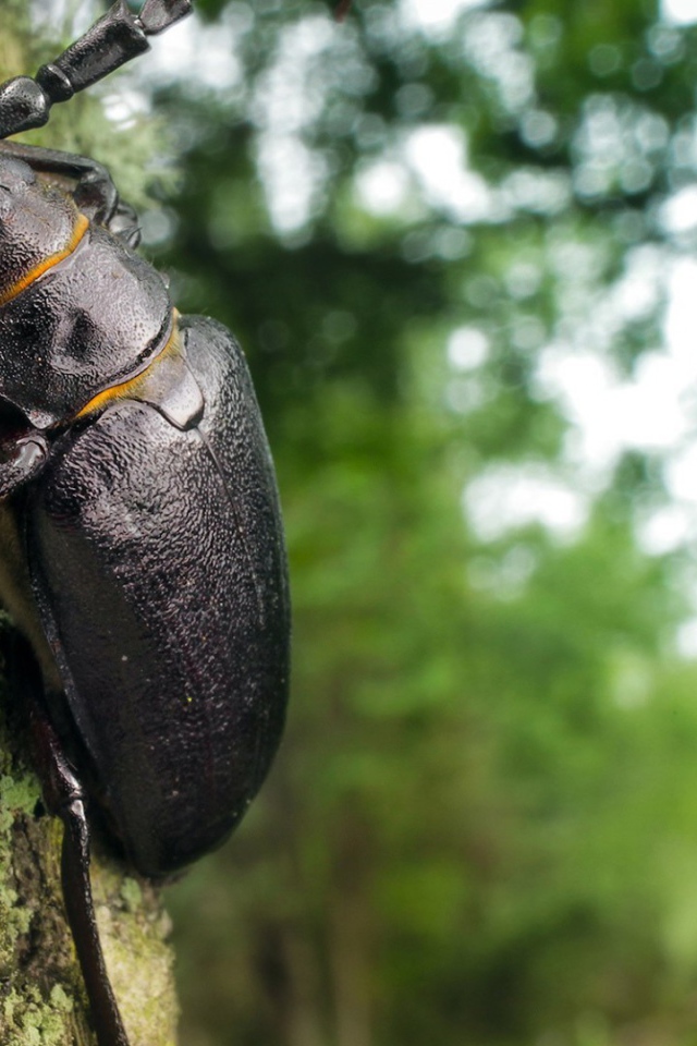 Огромный черный жук ползет по стволу дерева
