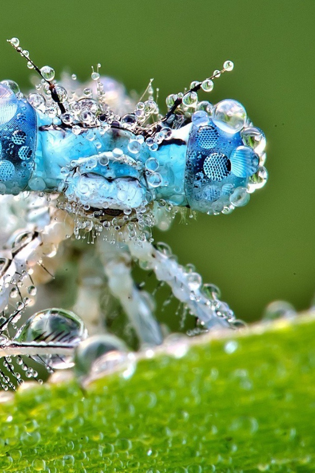 Насекомое покрыто каплями воды