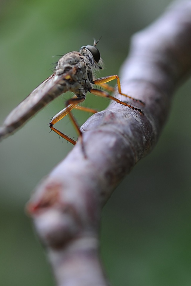 Насекомое сидит на ветке