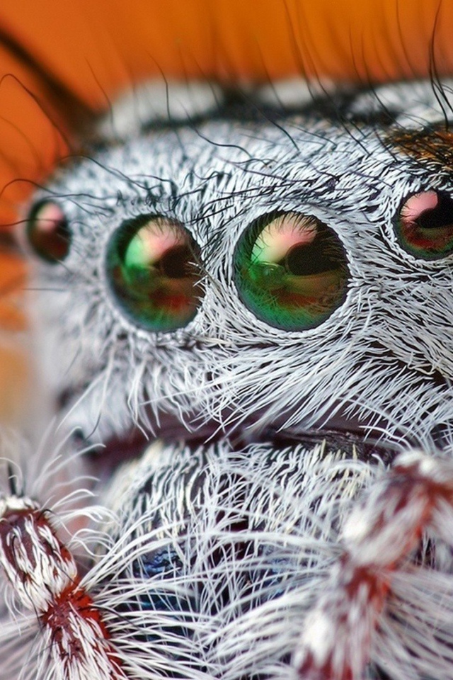 Так выглядит паук