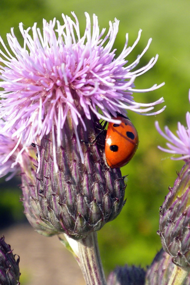 Божья коровка на цветке сорняка