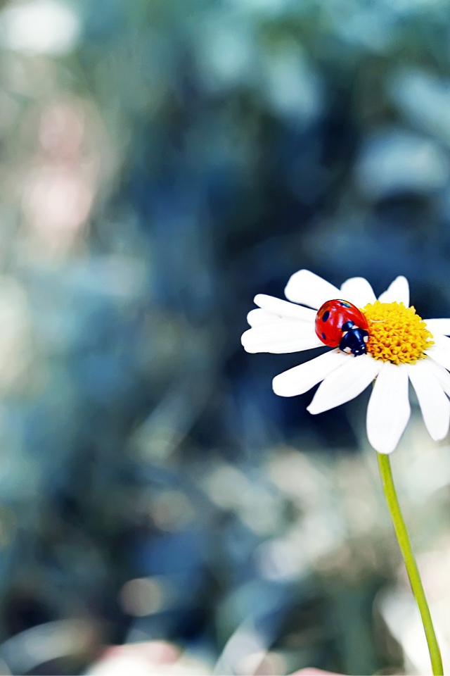 Божья коровка в сердцевине ромашки